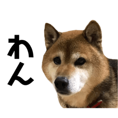 [LINEスタンプ] リアル柴犬スタンプ