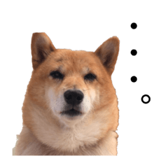[LINEスタンプ] 豆柴あんこ2