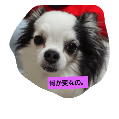 [LINEスタンプ] 殿君スタンプ