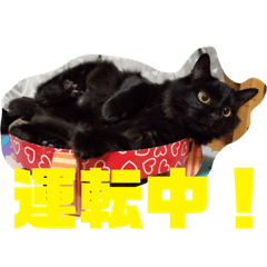 [LINEスタンプ] うちの猫と日常会話