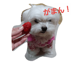 [LINEスタンプ] 愛しのマルチーズサラン