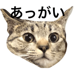 [LINEスタンプ] 宮古ふつぼんたろう