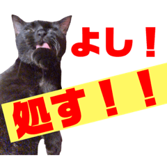 [LINEスタンプ] 日常猫スタンプ（スーとモグ）
