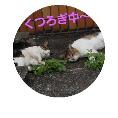 [LINEスタンプ] なかよし ねこさん時々くま