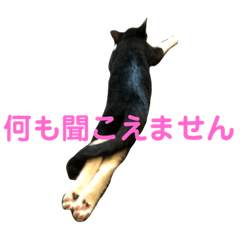 [LINEスタンプ] ねこ、ぬこ