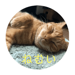 [LINEスタンプ] ねこのちゃつき