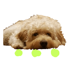 [LINEスタンプ] ゴールデンドゥードゥル  アグリ3