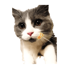 [LINEスタンプ] うちん家の猫  ＊カンナ・バニラ・ラムネ＊