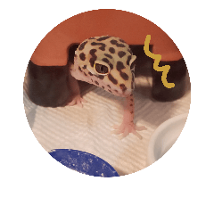 [LINEスタンプ] レオパのこむぎスタンプ1