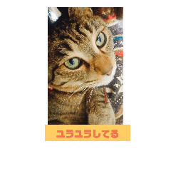 [LINEスタンプ] ちょん太のスタンプ