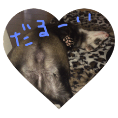 [LINEスタンプ] うちの、フェレズ❣️
