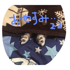 [LINEスタンプ] うちのフェレズ2