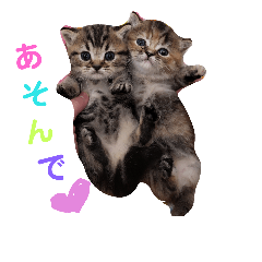 [LINEスタンプ] うちのにゃんこちゃん達2