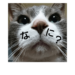 [LINEスタンプ] シンプル猫さん