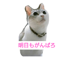 [LINEスタンプ] するめ(猫)ちゃん。