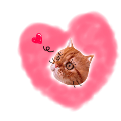 [LINEスタンプ] にゃんこ兄弟