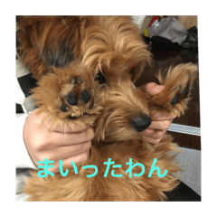 [LINEスタンプ] ひめぴよスタンプ