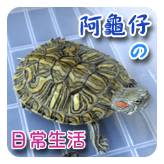 [LINEスタンプ] 可愛い小さなカメの日常生活編