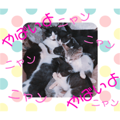 [LINEスタンプ] 猫まみれ色々ニャン
