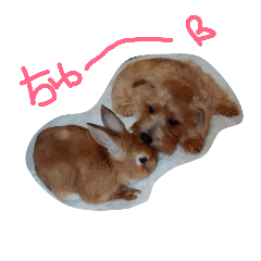 [LINEスタンプ] 森のおうちphoto