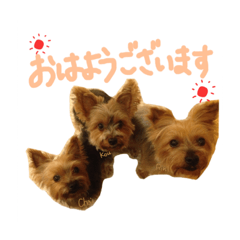 [LINEスタンプ] かわいいヨーキー親子 Rin Kou Chai