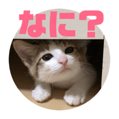 [LINEスタンプ] レオヨナくん