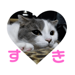 [LINEスタンプ] ノルスコテト♡