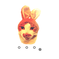 [LINEスタンプ] ねこのネロくん