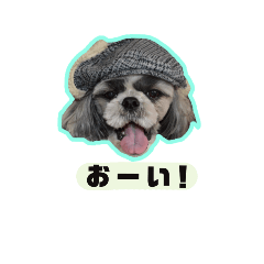 [LINEスタンプ] シーズーfamily