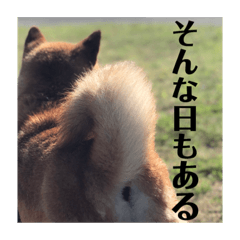 [LINEスタンプ] 柴犬はなの日常