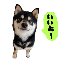 [LINEスタンプ] 毎日使える柴犬くん