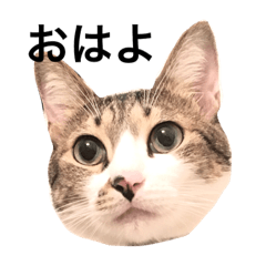 [LINEスタンプ] リアルふくちゃん