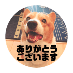 [LINEスタンプ] コーギーのサミーです