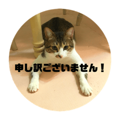 [LINEスタンプ] サミー＆福