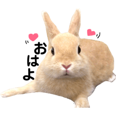 [LINEスタンプ] 毎日使える！うさぎスタンプ❤︎
