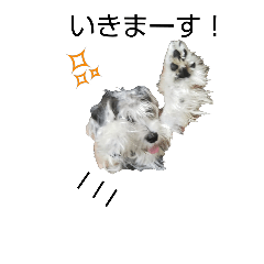 [LINEスタンプ] セナくんのスタンプ