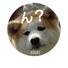 [LINEスタンプ] 秋田犬の小春さん