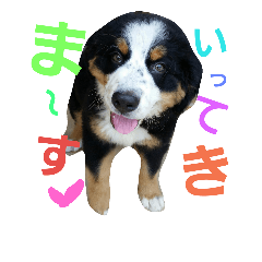 [LINEスタンプ] バーニーズマウンテンドックの毎日