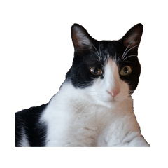 [LINEスタンプ] 白黒猫ミュウ2