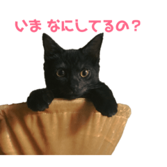 [LINEスタンプ] 猫のコタロウ