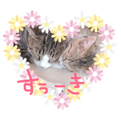 [LINEスタンプ] 我が家のくるちゃこ