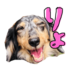 [LINEスタンプ] わいずぺっと