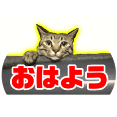 [LINEスタンプ] 鯖トラ猫みかんのスタンプ