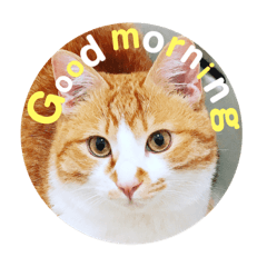 [LINEスタンプ] 猫のいなり
