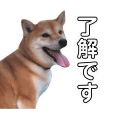 [LINEスタンプ] 柴犬のハル