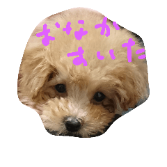 [LINEスタンプ] トイプードルの雛
