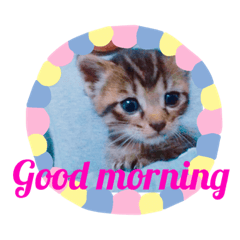 [LINEスタンプ] 猫まみれ色々03