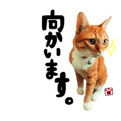 [LINEスタンプ] トロとたまに使う言葉シリーズ2