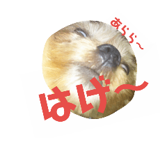 [LINEスタンプ] 奄美 方言（ムク）