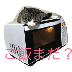 [LINEスタンプ] 猫のだいちゃんスタンプ